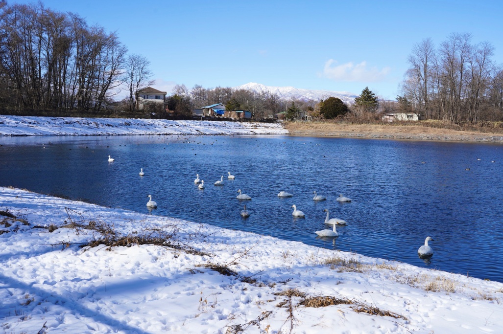 winter_swan1